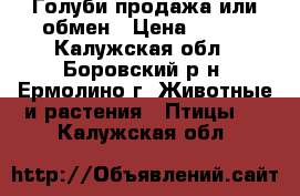 Голуби продажа или обмен › Цена ­ 500 - Калужская обл., Боровский р-н, Ермолино г. Животные и растения » Птицы   . Калужская обл.
